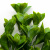 Трава искусственная -1, шт (эвкалипт лист 32 см/8 см)				 - купить в Сызрани. Цена: 169.93 руб.