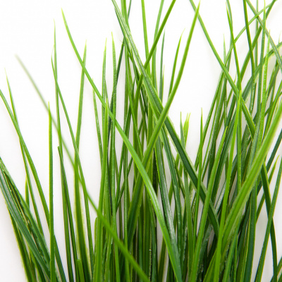 Трава искусственная -4, шт  (осока 50 см/8 см  7 листов)				 - купить в Сызрани. Цена: 130.73 руб.